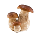 Collection Images
